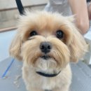 트리밍아유 이미지