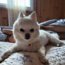 여시코빼기 | 완주애견동반펜션 디어마이펫에서 겨울이와 행복했던 추억!