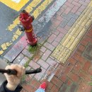 경상동물병원 | 편지카페 경상브륄레 | 상주견 몽실이랑 함께하는 120일 손편지 프로젝트 대구 동인동 경상브륄레 후기