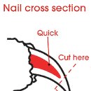 미용하는강아지 이미지