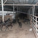 강진흑염소 이미지