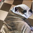 블랙파파도그하우스