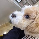 모찌네호캉스 | 성남애견카페 추천! 수진역 놀거리 모찌네호캉스에서 강아지들과 힐링한 후기