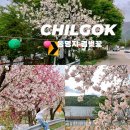 동명지수변생태공원 | [경북 칠곡] 동명지 수변생태공원 겹벚꽃 개화상황