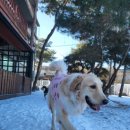 GPS 애견학교 이미지