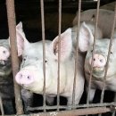 고령농장(2) 이미지