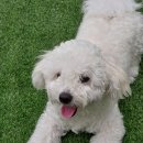 펫더헤븐독스쿨 | 울산 애견 유치원 강아지 유치원 럭키 [펫더헤븐 독 스쿨]