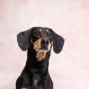 블루멍 펫 테라피 이미지