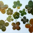 행운슈퍼 이미지