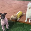 고쳐줄개 이미지