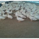 유황오리 이미지