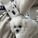 가나동물병원 | 강아지 5차 예방접종 | 비숑 둥이의 동편마을 씨엘동물병원 5차접종 리뷰