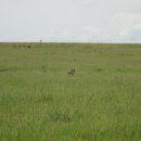 케냐 - 5 : 마사이마라 국립공원 사파리 (3 ) 이미지