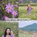 북천마을 | 2025 하동 북천 코스모스 메밀꽃축제 다녀온 후기! [가을꽃축제추천]