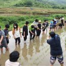 낙안초등학교 이미지