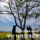 대저유치원 | 부산 대저생태공원 봄 유채꽃축제 나들이 주차 맛집 후기