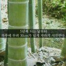 모소(MOSO) 네이버블로그