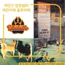 울루라떼 이미지