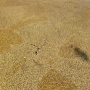 상무엘리체아파트경로당 | 상무엘리체아파트 고무칩 보수공사 후기