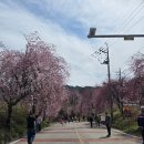 거창보건소 | 거창 벚꽃 명소 임불마을 능수벚꽃축제 주차부터 개화상황까지