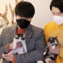 고사남 분당(화성,군포,병점,강남,당동)고양이분양후기에요~