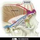 앤드성형외과의원 | 내시경 이마거상 부작용 후기 (재발, 감각이상, 탈모흉터, 왜 생기고 어떻게 예방할까?)