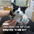 함께냥 본점 | 안전하고 빠른 고양이 무마취 미용 전문! 동탄고양이미용 "함께냥 본점"에서 첫 미용 20분만에 끝난 후기