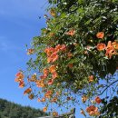 (주)금강목재(1종) | 지리산 화엄사 다녀왔어요 : 계곡, 능소화, 그리고 대들보에 적힌 오래된 기록