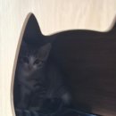 견생냥품 무인 24시 울산 매곡점 이미지