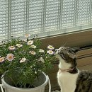 조은이네 이미지