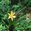 백운산원추리 Hemerocallis hakuunensis Nakai 이미지