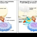 코끼리식품 이미지