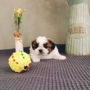 아이러브독 강아지분양 부천점 이미지