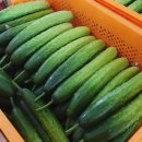 고흥군농업기술센터 | 고흥 오이가 봄철에도 아삭한 이유, 겨울 일조량에 답이 있다