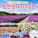지구산책 | 영천생태지구공원 꽃밭 산책 후기｜보랏빛 꽃길과 초록 덩굴터널이 예쁜 힐링 명소