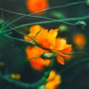 아이뽀라 이미지