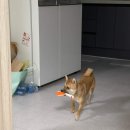 러브미독 이미지