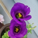 오늘, 정원 이미지