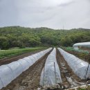 상가리농장 이미지