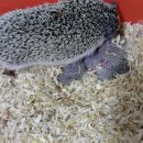 시계박사 엔젤수족관 이미지