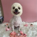 오수의과동물병원 이미지