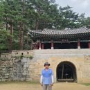 봉지 씌운 장호원황도 복숭아 팝니다 이미지