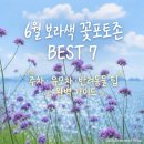 모산고인돌한옥민박 | 이번 주말 무료 보라색 꽃포토존 나들이 ｜ 버들마편초 실시간 개화·축제 정보 7곳