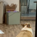 강아지홀릭 이미지