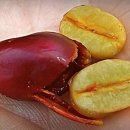 하라커피 이미지