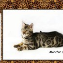 나무타는고양이 구경하는강아지 이미지