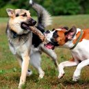 우리덕구 동물병원 이미지