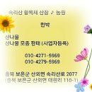 ＜종자업등록＞속리산 곰취모종,어수리,눈개승마,바디나물,방풍나물,삼잎국화 이미지