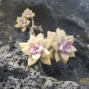 복이랑아구랑 이미지