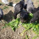 박종상농장 이미지